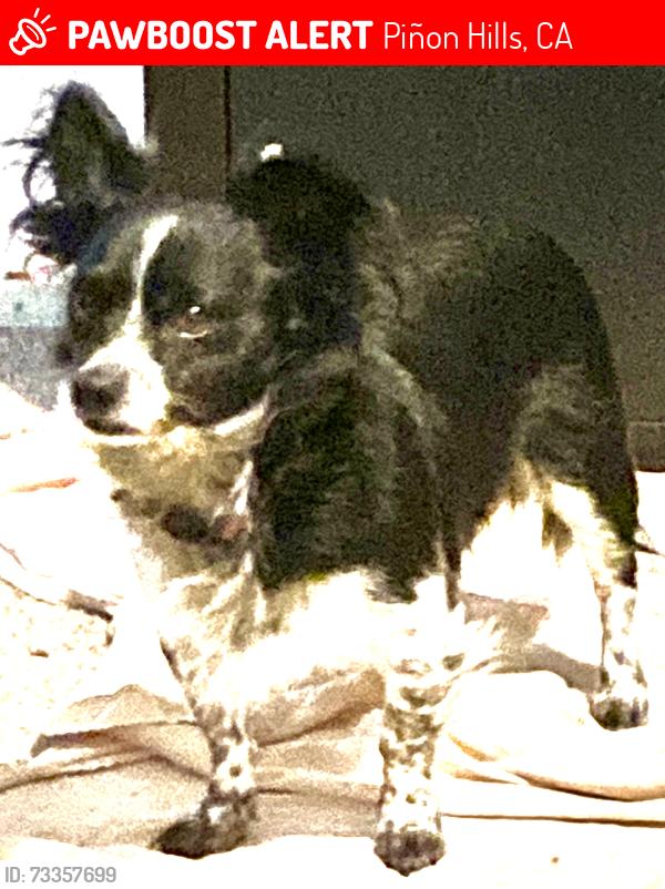 Lost Male Dog last seen Pinon st, Piñon Hills, CA 92372
