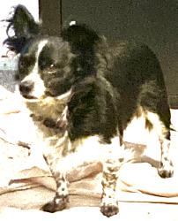 Lost Male Dog last seen Pinon st, Piñon Hills, CA 92372