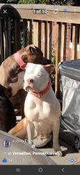 Reunited Female Dog last seen Weiler street NORTH BRADDOCK pa, Braddock, PA 15104