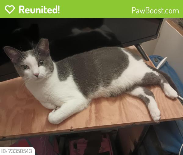 Reunited Male Cat last seen Montreal Rd and Noble Vines Dr, Clarkston, GA 30021