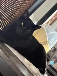 Lost Male Cat last seen W 3rd st, w 4th st, w 5th st or other locations., Pottstown, PA 19464