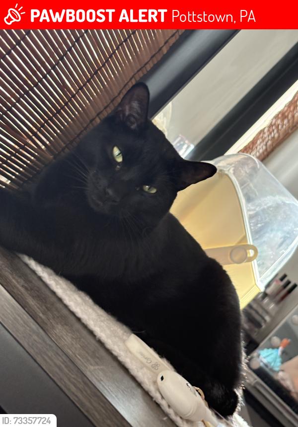 Lost Male Cat last seen W 3rd st, w 4th st, w 5th st or other locations., Pottstown, PA 19464