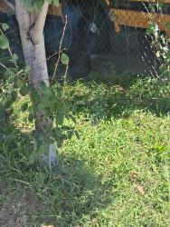 Found/Stray Unknown Bird last seen Teaneck rd Robinson st, Teaneck, NJ 07666