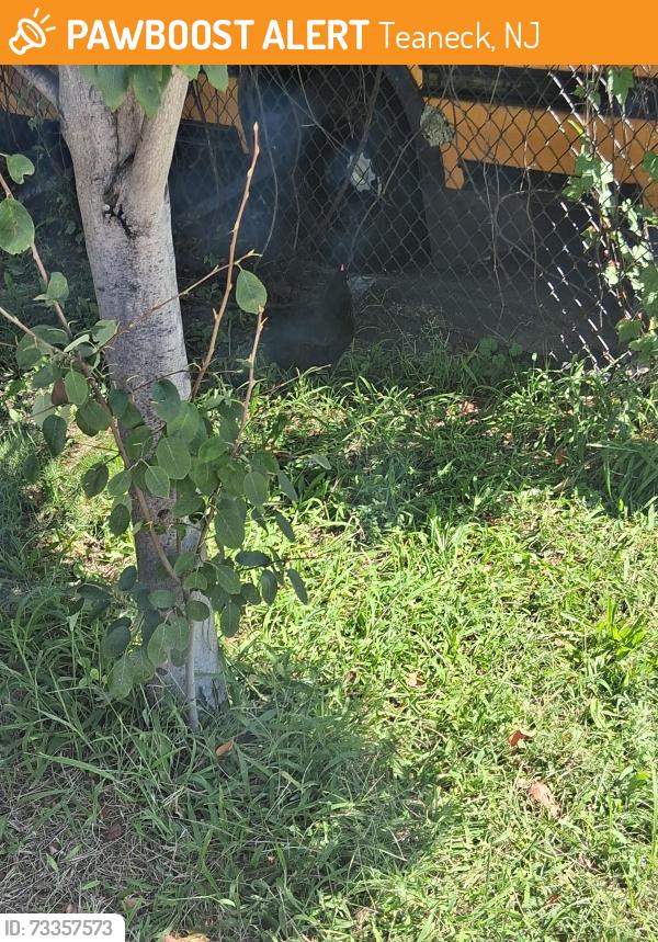 Found/Stray Unknown Bird last seen Teaneck rd Robinson st, Teaneck, NJ 07666