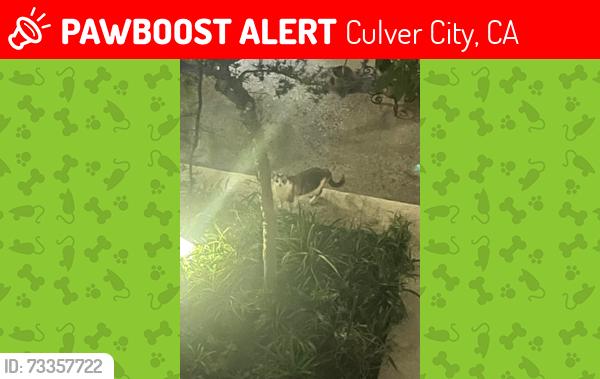 Lost Female Cat last seen Near Sumner Way Culver City CA, Culver City, CA 90230