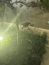 Lost Female Cat last seen Near Sumner Way Culver City CA, Culver City, CA 90230