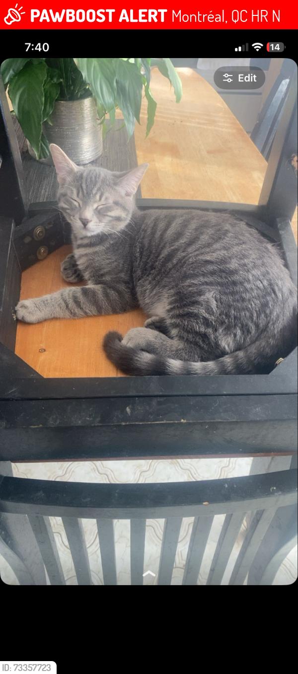 Lost Male Cat last seen St. Jaques - Windsor - DesErables, Montréal, QC H8R 1N1