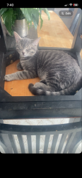 Lost Male Cat last seen St. Jaques - Windsor - DesErables, Montréal, QC H8R 1N1
