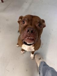 Found/Stray Female Dog last seen Shaw rd e, Puyallup, WA 98372