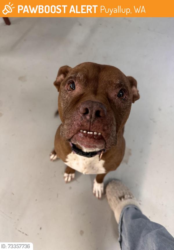 Found/Stray Female Dog last seen Shaw rd e, Puyallup, WA 98372