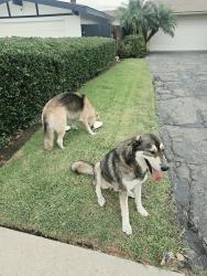 Found/Stray Unknown Dog last seen Covina high school, Covina, CA 91723