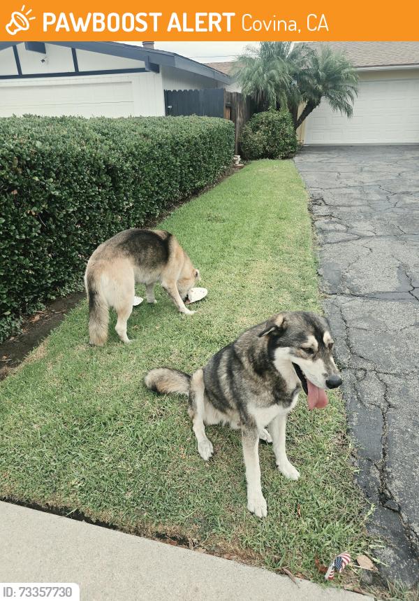 Found/Stray Unknown Dog last seen Covina high school, Covina, CA 91723