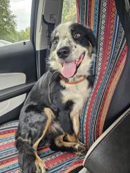 Found/Stray Male Dog last seen The flts at Salem apmt complex, Winston-Salem, NC 27106