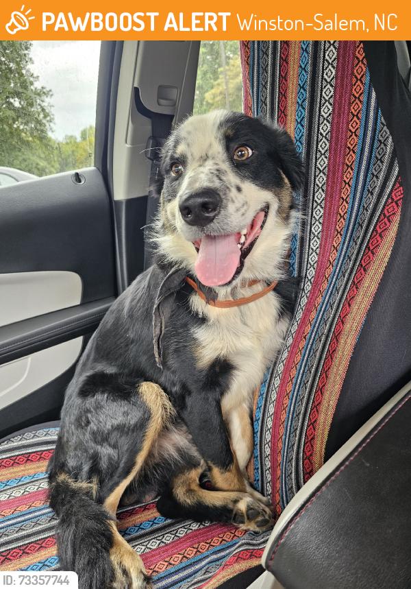 Found/Stray Male Dog last seen The flts at Salem apmt complex, Winston-Salem, NC 27106