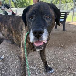 Shelter Stray Male Dog last seen , 328 Furman Hall Rd, Greenville, SC 29609, USA