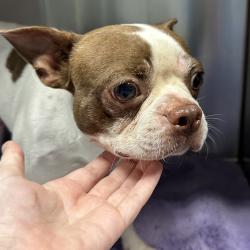 Shelter Stray Male Dog last seen , 980 Guilford College Rd, Greensboro, NC 27409, USA