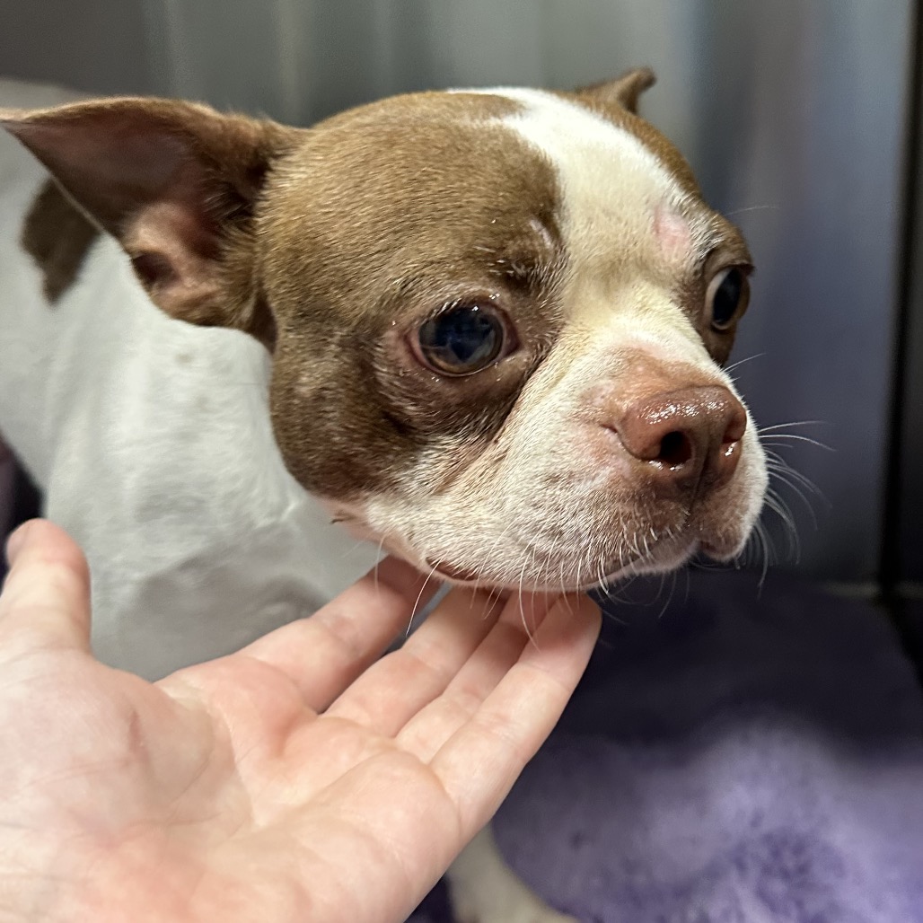 Shelter Stray Male Dog last seen , 980 Guilford College Rd, Greensboro, NC 27409, USA