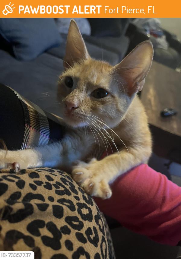 Found/Stray Unknown Cat last seen Near Wilson’s petroleum, Fort Pierce, FL 34947