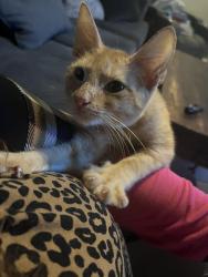 Found/Stray Unknown Cat last seen Near Wilson’s petroleum, Fort Pierce, FL 34947