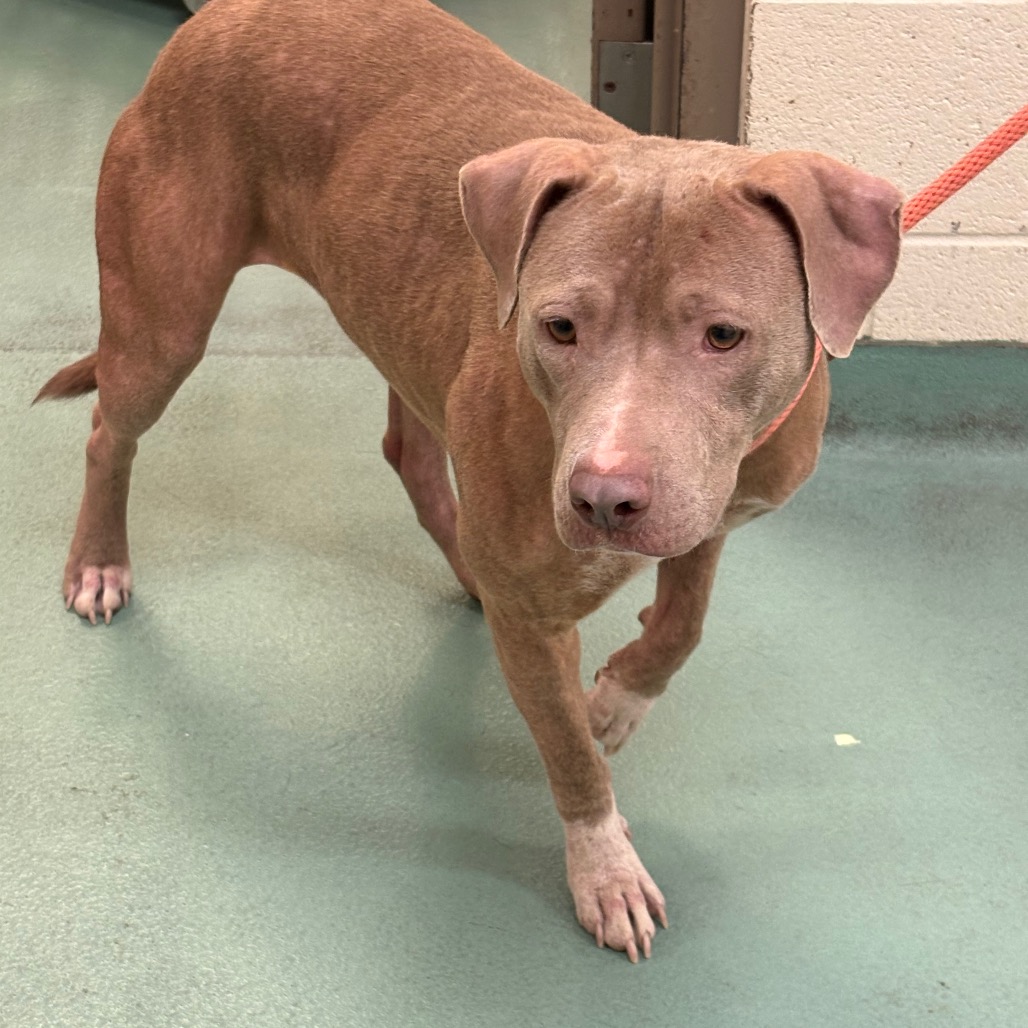 Shelter Stray Female Dog last seen , 2350 Appling City Cove, Memphis, TN 38133, USA