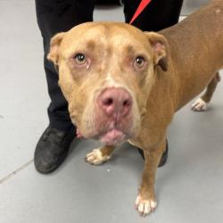 Shelter Stray Female Dog last seen , 4900 Milgen Rd, Columbus, GA 31907, USA