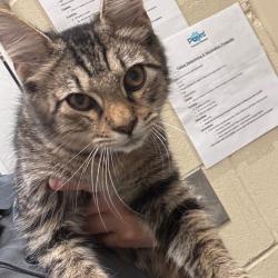 Shelter Stray Male Cat last seen , 4900 Milgen Rd, Columbus, GA 31907, USA