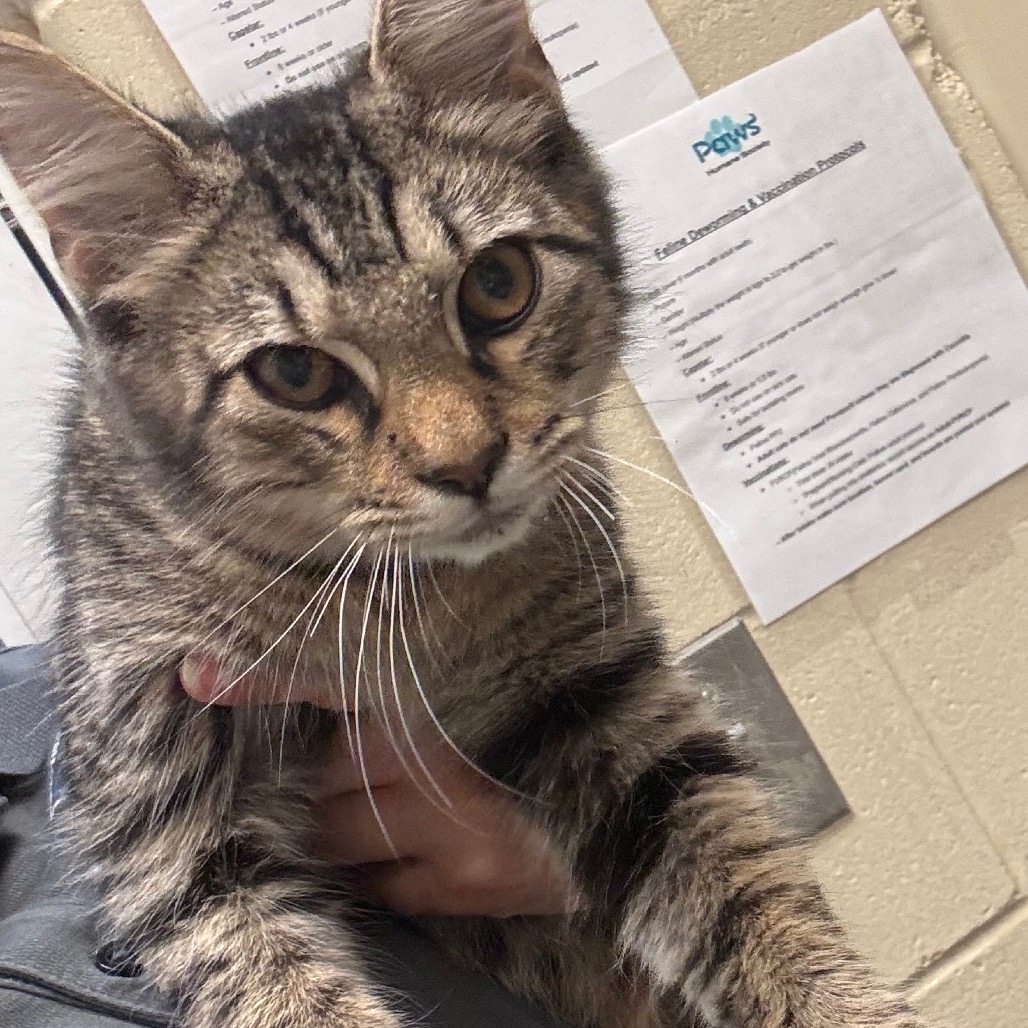 Shelter Stray Male Cat last seen , 4900 Milgen Rd, Columbus, GA 31907, USA
