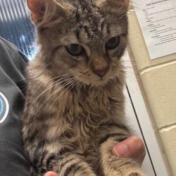 Shelter Stray Male Cat last seen , 4900 Milgen Rd, Columbus, GA 31907, USA