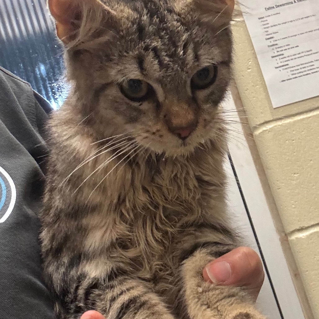 Shelter Stray Male Cat last seen , 4900 Milgen Rd, Columbus, GA 31907, USA
