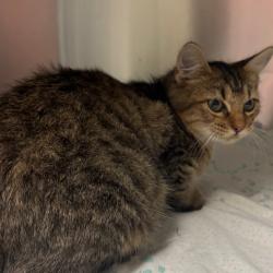 Shelter Stray Male Cat last seen , 4900 Milgen Rd, Columbus, GA 31907, USA