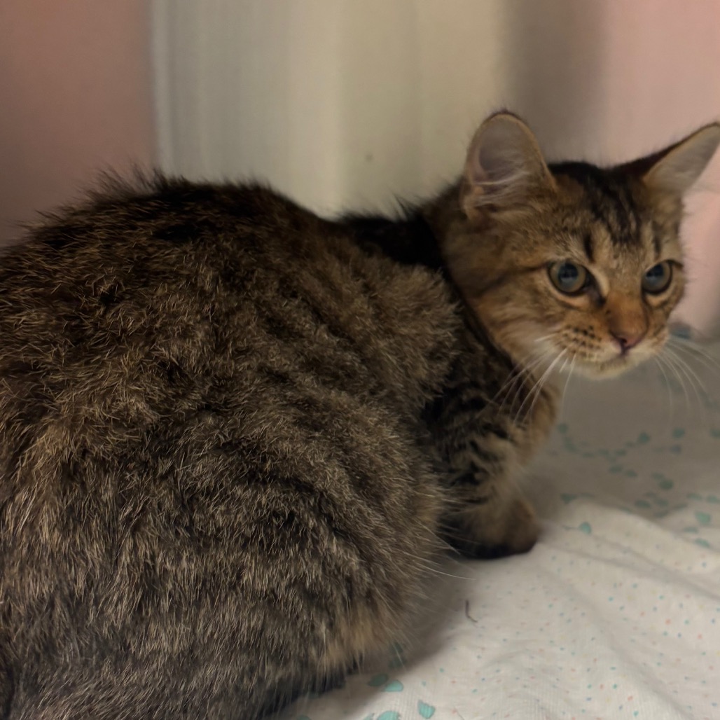 Shelter Stray Male Cat last seen , 4900 Milgen Rd, Columbus, GA 31907, USA