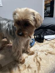 Lost Female Dog last seen Back yard of Atkins Ave, Brooklyn, NY 11208