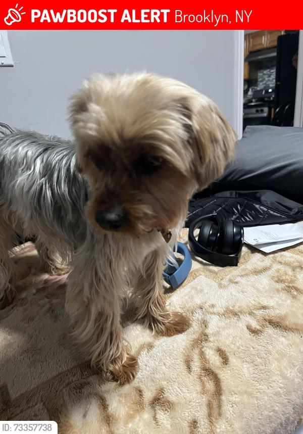 Lost Female Dog last seen Back yard of Atkins Ave, Brooklyn, NY 11208