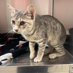 Shelter Stray Female Cat last seen , 4900 Milgen Rd, Columbus, GA 31907, USA