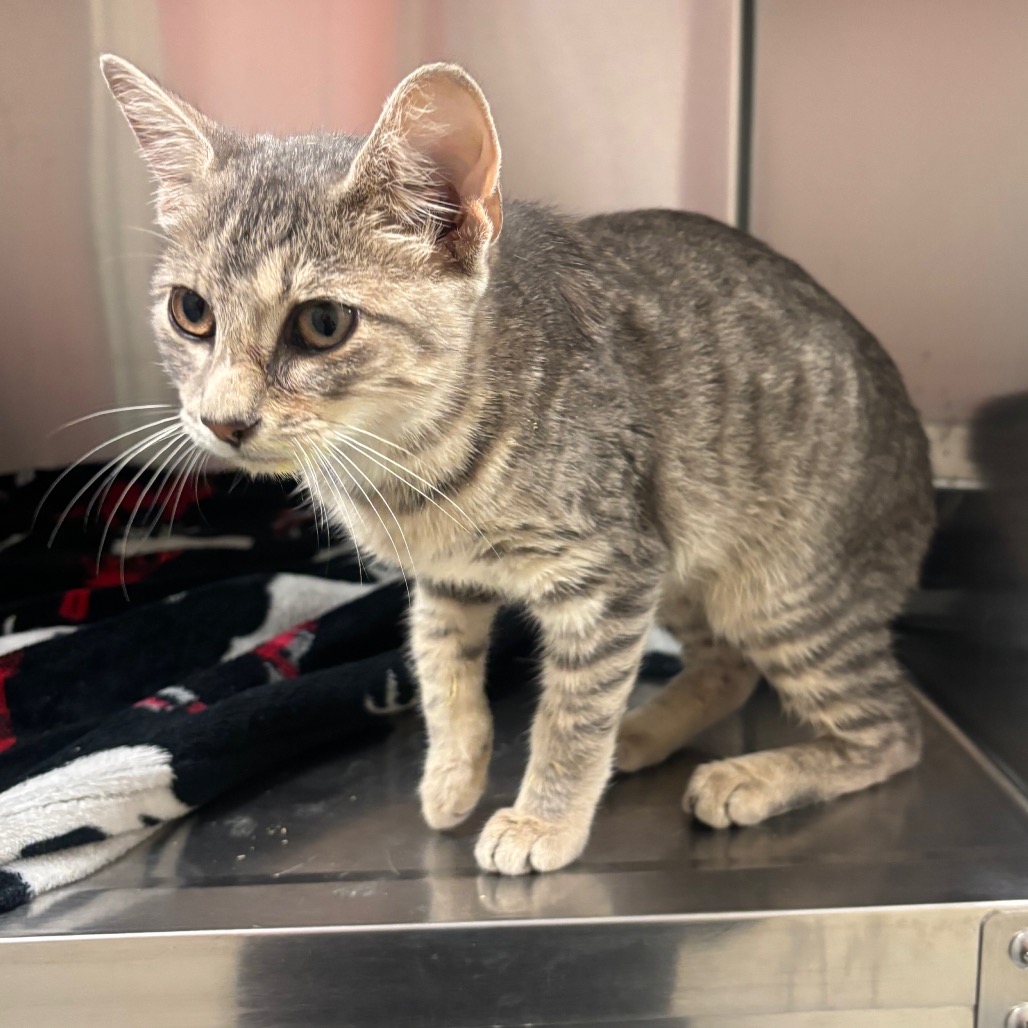 Shelter Stray Female Cat last seen , 4900 Milgen Rd, Columbus, GA 31907, USA