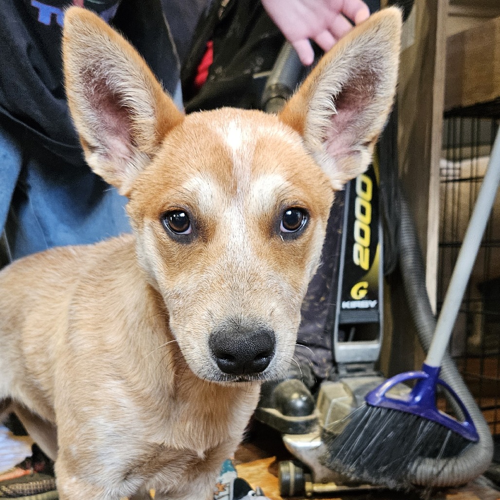Shelter Stray Male Dog last seen , 2608 Center St, Tacoma, WA 98409, USA