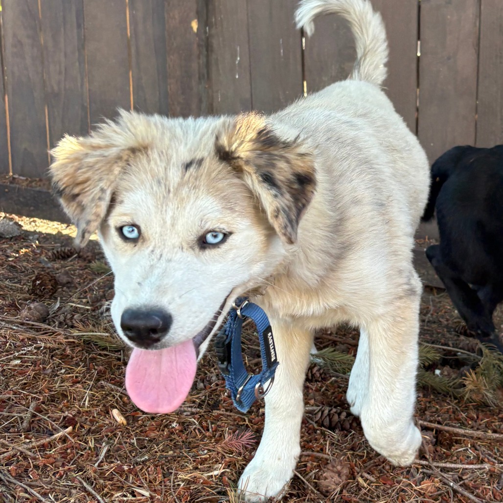 Shelter Stray Unknown Dog last seen , 2608 Center St, Tacoma, WA 98409, USA