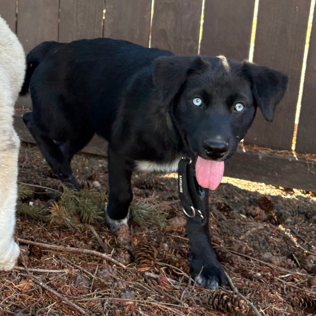 Shelter Stray Unknown Dog last seen , 2608 Center St, Tacoma, WA 98409, USA