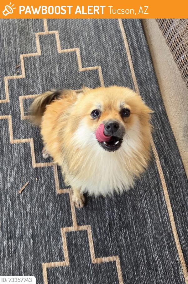 Found/Stray Female Dog last seen W Calle Escarpada/S. Avenida Fresca, Tucson, AZ 85746