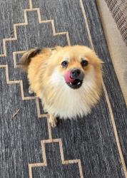 Found/Stray Female Dog last seen W Calle Escarpada/S. Avenida Fresca, Tucson, AZ 85746