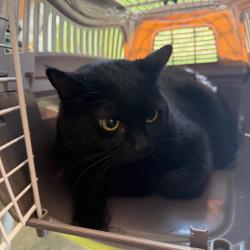 Shelter Stray Female Cat last seen , Animal Care & Control Team of Philly, 111 W Hunting Park Ave, Philadelphia, PA 19140, USA