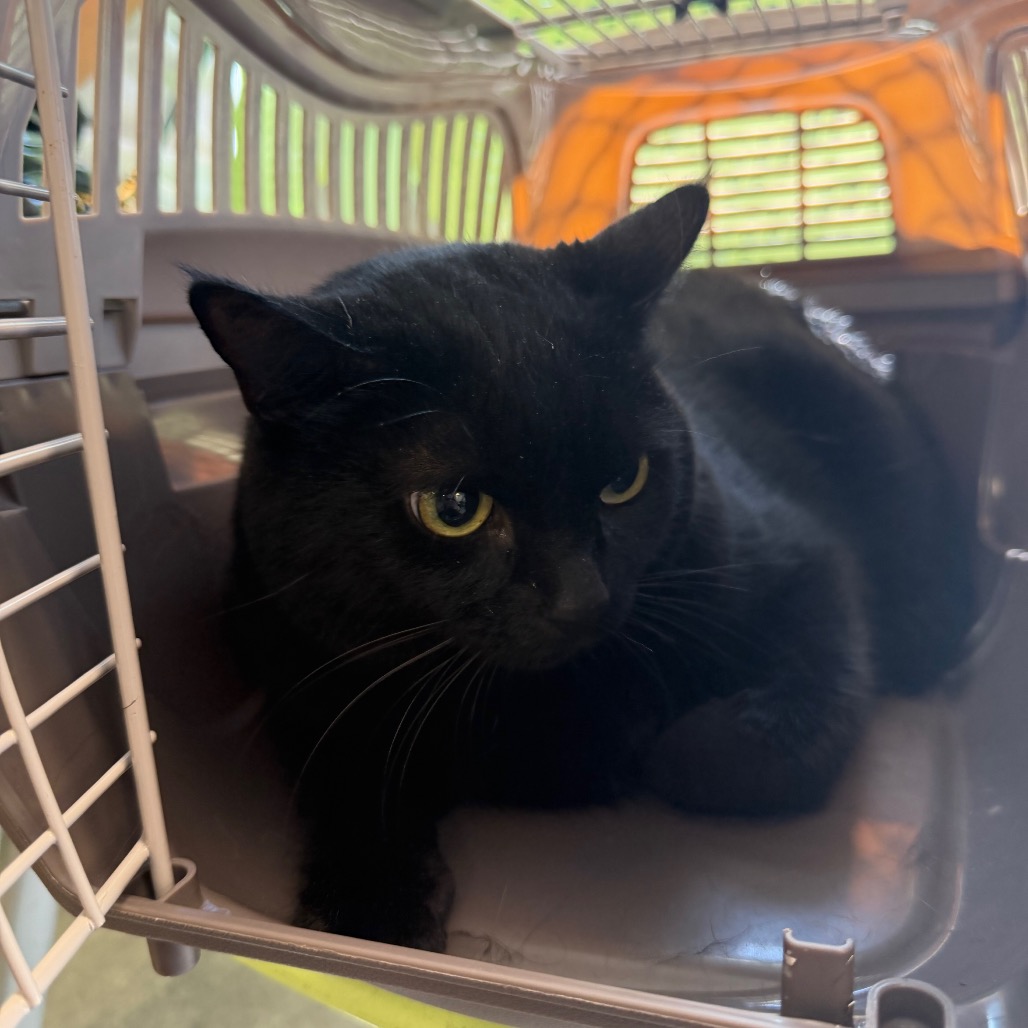 Shelter Stray Female Cat last seen , Animal Care & Control Team of Philly, 111 W Hunting Park Ave, Philadelphia, PA 19140, USA