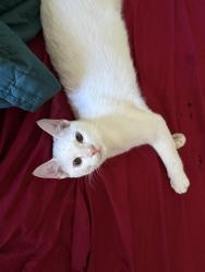 Lost Male Cat last seen Near Joshua street Escondido ca 92026, Escondido, CA 92026