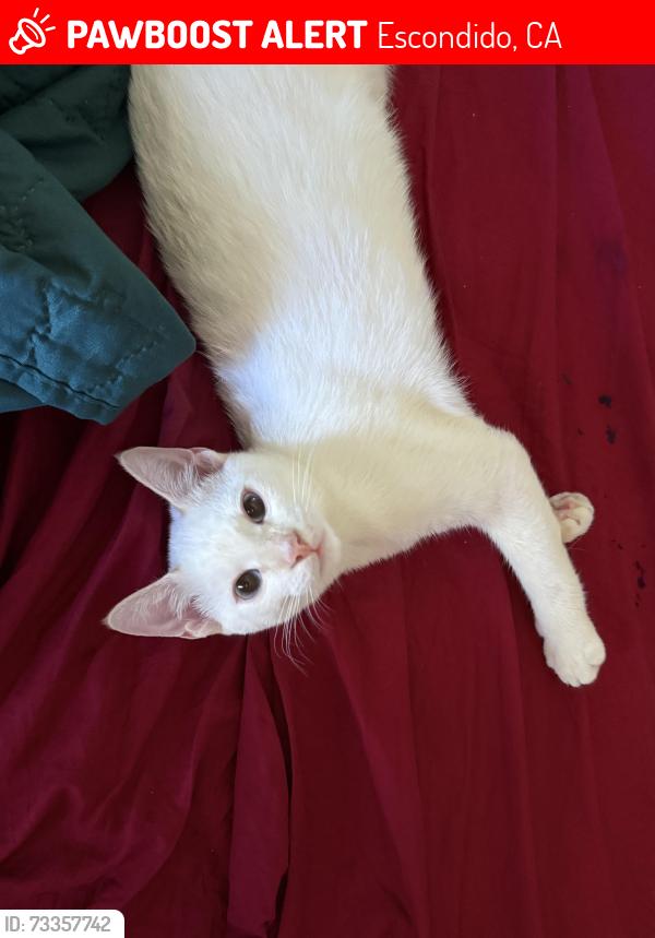Lost Male Cat last seen Near Joshua street Escondido ca 92026, Escondido, CA 92026