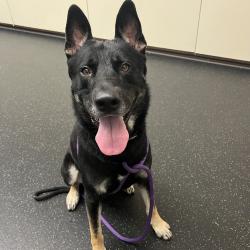 Shelter Stray Male Dog last seen , 361 S Raymond Ave, Pasadena, CA 91105, USA