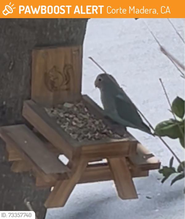 Found/Stray Unknown Bird last seen Frontage along 101, Corte Madera, CA 94925