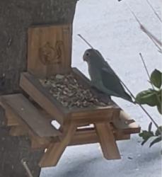 Found/Stray Unknown Bird last seen Frontage along 101, Corte Madera, CA 94925