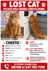Reunited Male Cat last seen Major Mackenzie and Poetry Drive, Vaughan, ON L4L 1A6