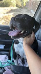 Found/Stray Male Dog last seen Benedict & grand, San Leandro, San Leandro, CA 94577