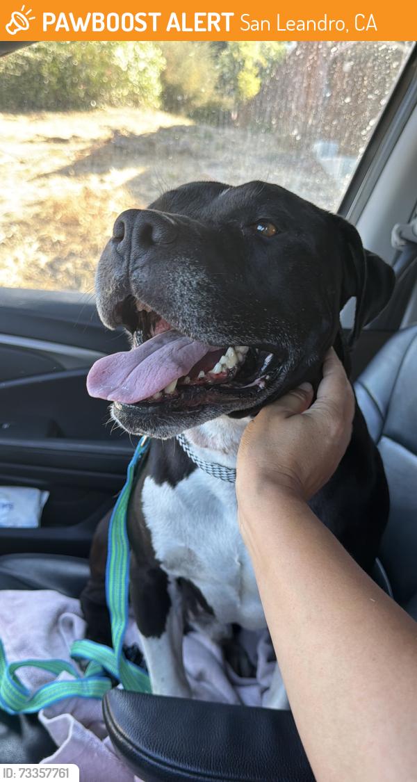 Found/Stray Male Dog last seen Benedict & grand, San Leandro, San Leandro, CA 94577